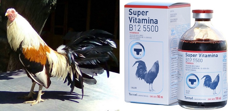 vitamin cho gà
