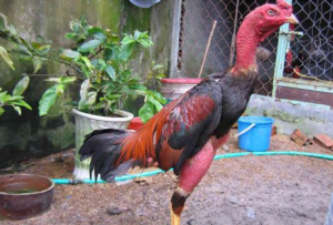 gà chọi bình định