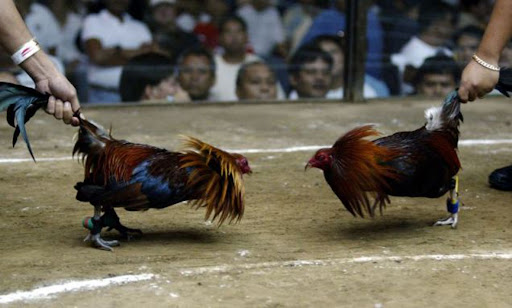 đá gà cựa tròn