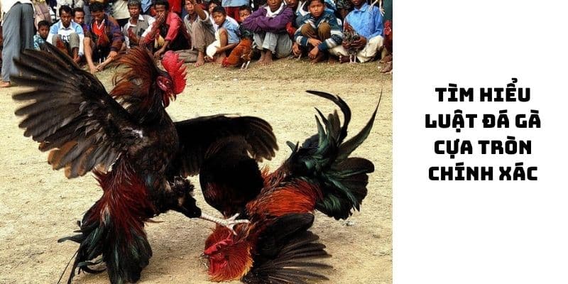 đá gà cựa tròn