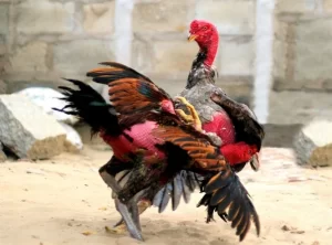 gà chọi bình định