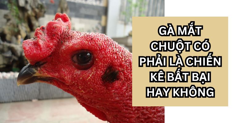 gà mắt chuột