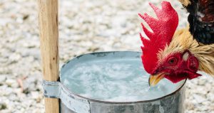 Gà chọi uống quá nhiều nước