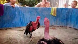 gà không chịu roi