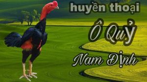 gà chọi bình định