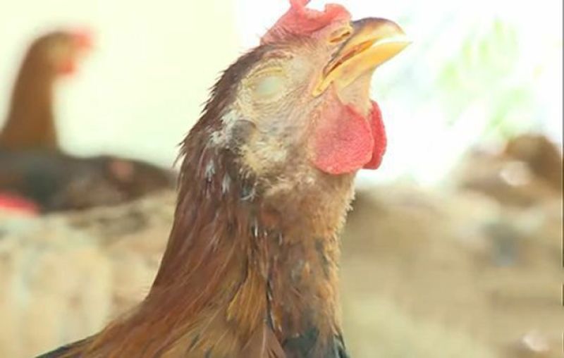 bệnh ort