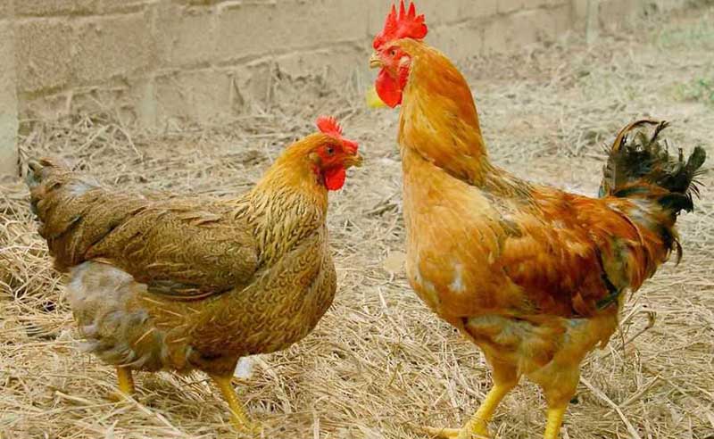 bệnh viêm hoại tử ruột ở gà
