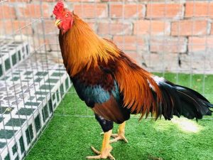 nuôi gà đá cựa sắt