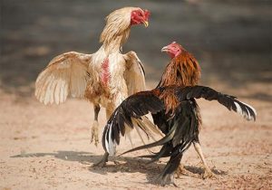 nuôi gà đá cựa sắt