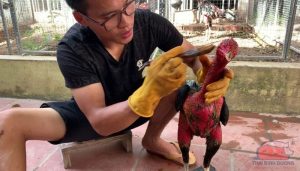 Vào nghệ cho gà chọi
