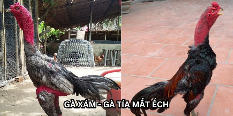 gà mắt ếch