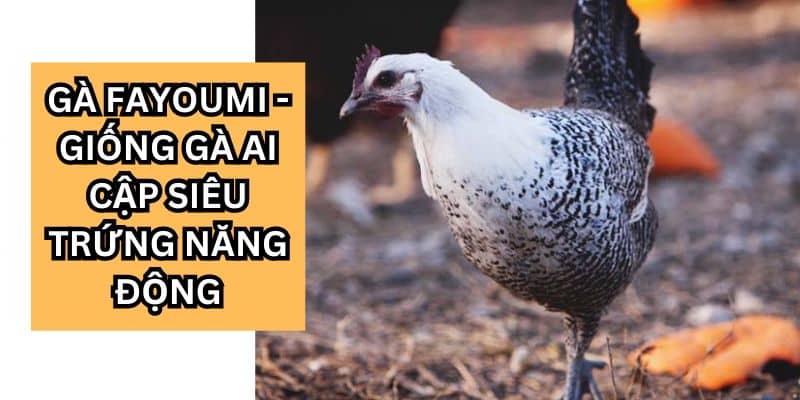 gà fayoumi