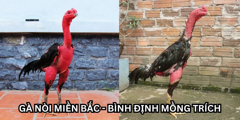 gà mồng trích