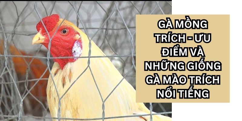 gà mồng trích
