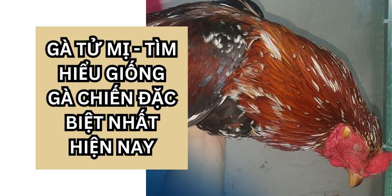 gà tử mị