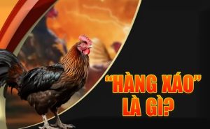 đá gà hàng xáo
