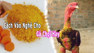 vào nghệ cho gà chọi