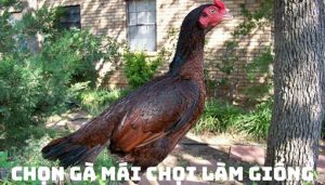 Chọn Gà Mái Chọi Làm Giống Hiệu Quả