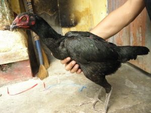 Chọn Gà Mái Chọi Làm Giống Hiệu Quả