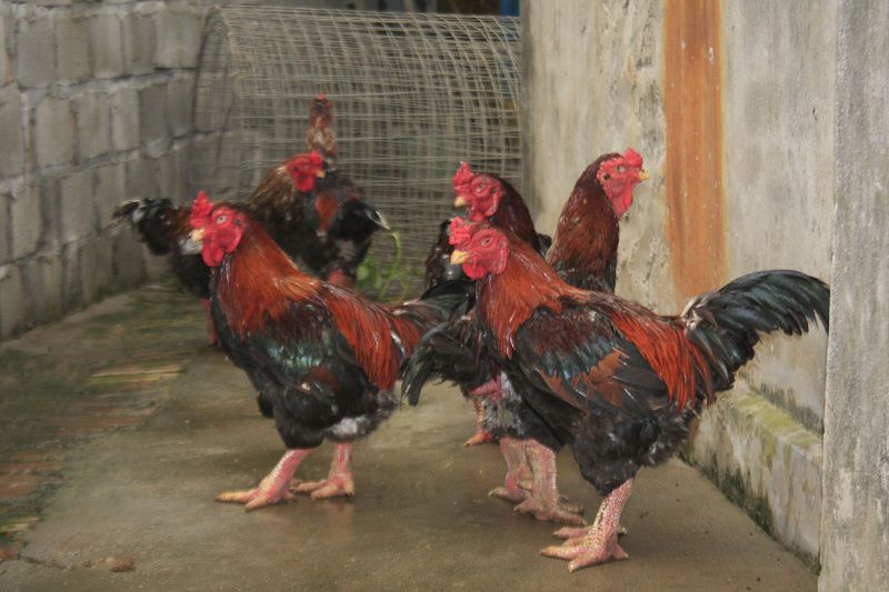gà đông tảo