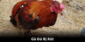 gà bị rót