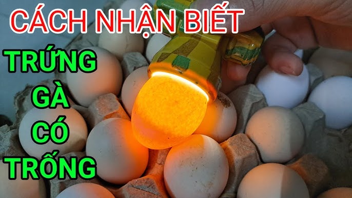trứng gà không có trống