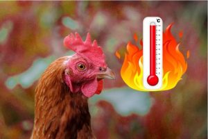Gà bị sốc nhiệt